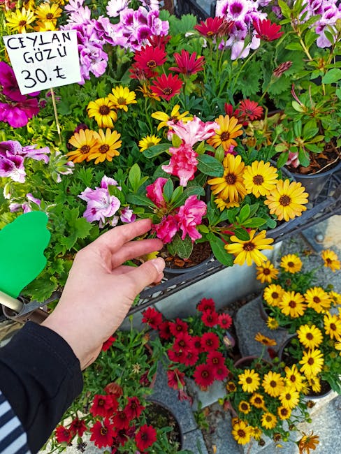 A close-up view of a person's hand selecting pink and white azalea flowers from a display of vibrant flowering plants at a garden center. Surrounding the hand are yellow and red daisies, pink cyclamen