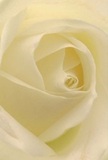 Taken from an intimate vantage, this image immerses you in the layered heart of a cream-ivory rose-its unfurling petals evoking the gentle embrace of Hatton's community spirit. Each soft, silk-like fold is bathed in a serene light, the interplay of creamy whites and shadowy depths inviting the imagination to linger. The subtle drama created by the curling petals mirrors the quiet yet profound gestures exchanged by neighbours in Hatton's close-knit neighbourhoods. With every spiral, there's an impression of peace and gentle hope, making this rose a pure testament to reverence, remembrance, or heartfelt admiration. The suggestion of a delicate, sweet aroma hovers as if barely caught on a Hatton breeze-a silent nod to the artistry and personal care that defines our local floral arrangements. This composition captures not only the flower's tender beauty but also the emotional resonance felt with every bouquet delivered thoughtfully throughout Hatton.